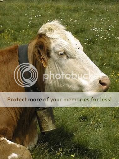 Association d'images - Page 7 49_vache_avec_cloche