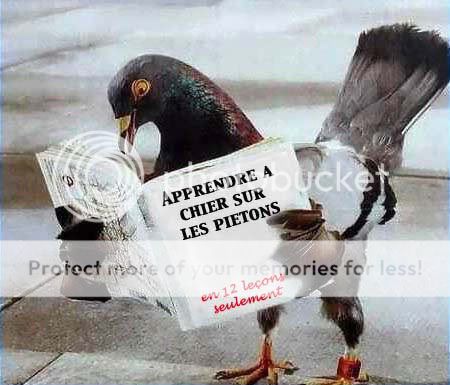 Vos photos amusantes. - Page 18 Drole-pigeon