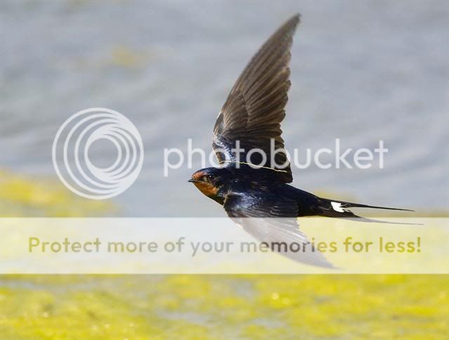 Pour Lord, les oiseaux du Québec - Page 2 Hirondelle_rustique