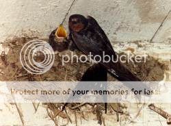 Pour Lord, les oiseaux du Québec - Page 2 Hirondelle_rustique_photo_jm_1