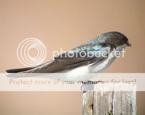 Pour Lord, les oiseaux du Québec - Page 2 Hirondellebicolore