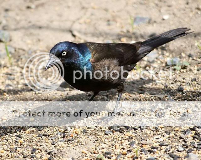 Pour Lord, les oiseaux du Québec - Page 3 Quiscale