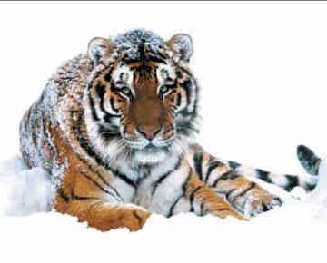 [b]My lOve[/b] Siberian-tiger-0007