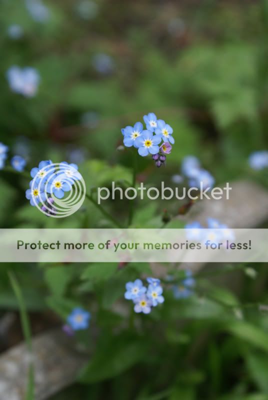 --- TOPIC OFFICIEL des PHOTOGRAPHIES --- - Page 2 BlueFlowers