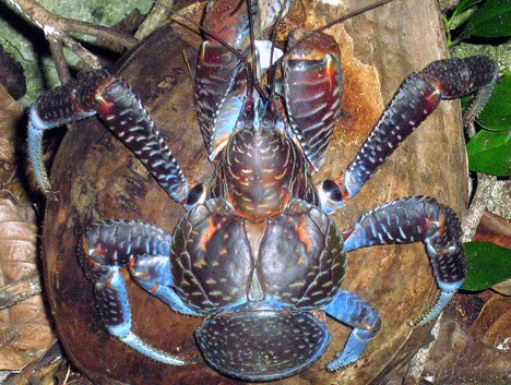 இதை பாருங்க! - Page 2 Coconut_crab