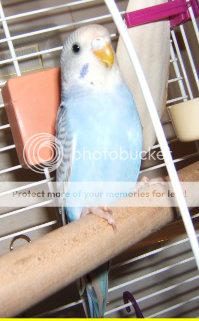 Post Your Bird Pictures Here Creme-2