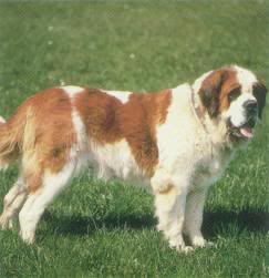     Saint_Bernard