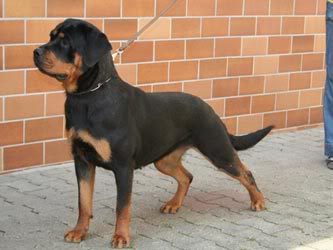 Rocky the German Rottwieler Litters_panja