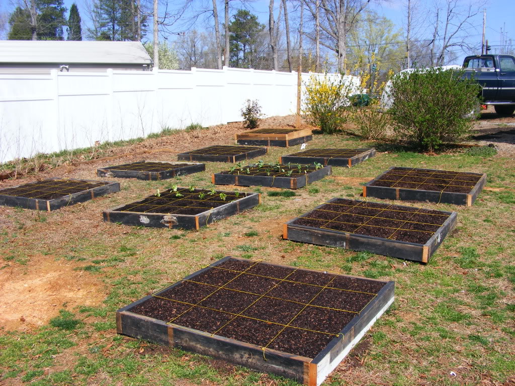 My Square Foot Garden all planted DSCF5567