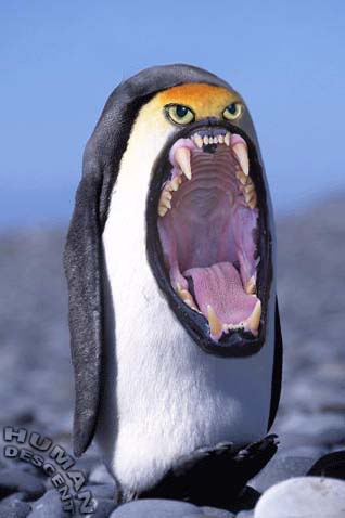 Picture game Penguin