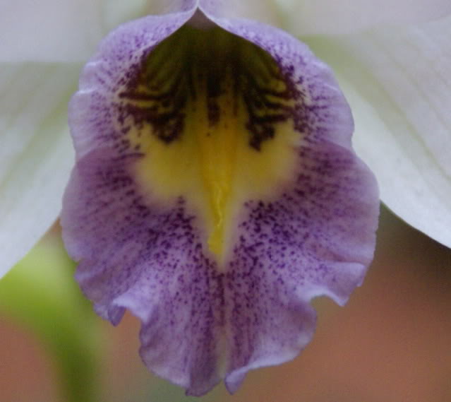 Duas Lealia anceps var. coerulea Expoleme2010009