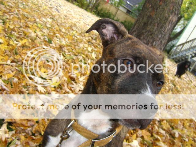 Melvin dans les feuilles (bcq photos) 16oct08006