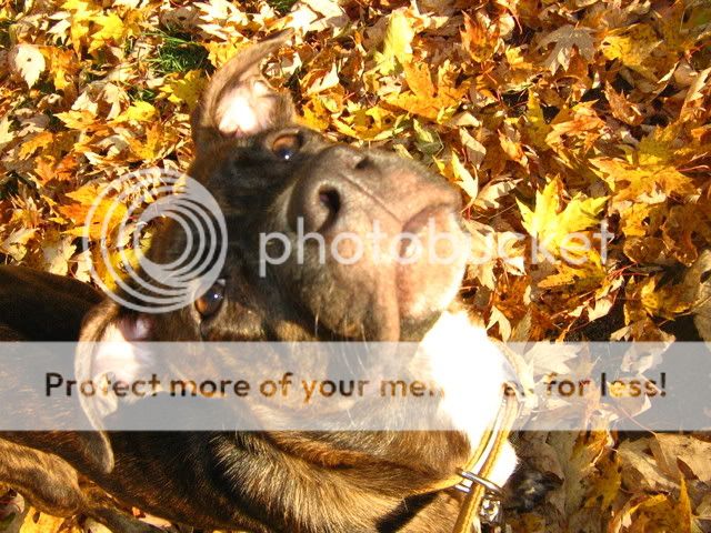 Melvin dans les feuilles (bcq photos) 16oct08015