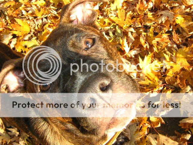 Melvin dans les feuilles (bcq photos) 16oct08016