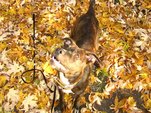 Melvin dans les feuilles (bcq photos) 16oct08019