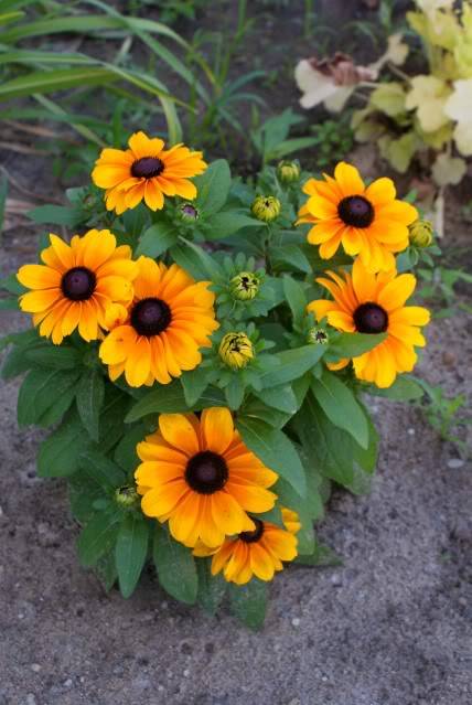 Rudbeckia tiger eye gold 652