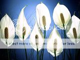 9 مجموعات من أجمل الخلفيات التى تتمناها Th_flower-wallpapers-0008