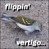 Funny images Birdv