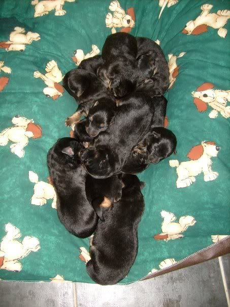 *REHOMED* 10 puppies GSD x Rottie Puppies