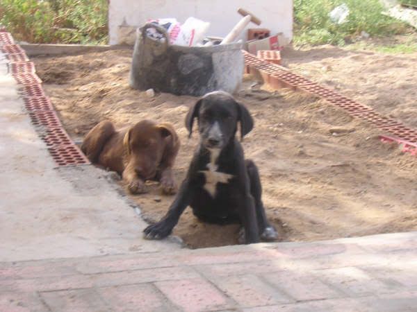 Dos cachorrillos en la calle URGENTE (Toledo) DSCN3649