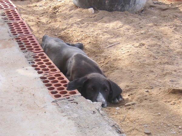 Dos cachorrillos en la calle URGENTE (Toledo) DSCN3654