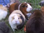 GOOD NEWS!!! Guinea-pigs-04