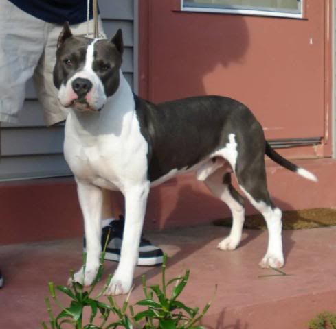 Month of August bred by class entry DSC01611