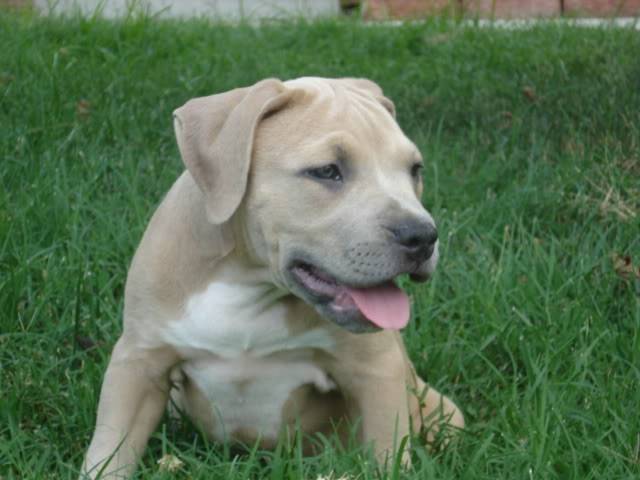 Enter August best female pup here Sweetiepie8-11-10