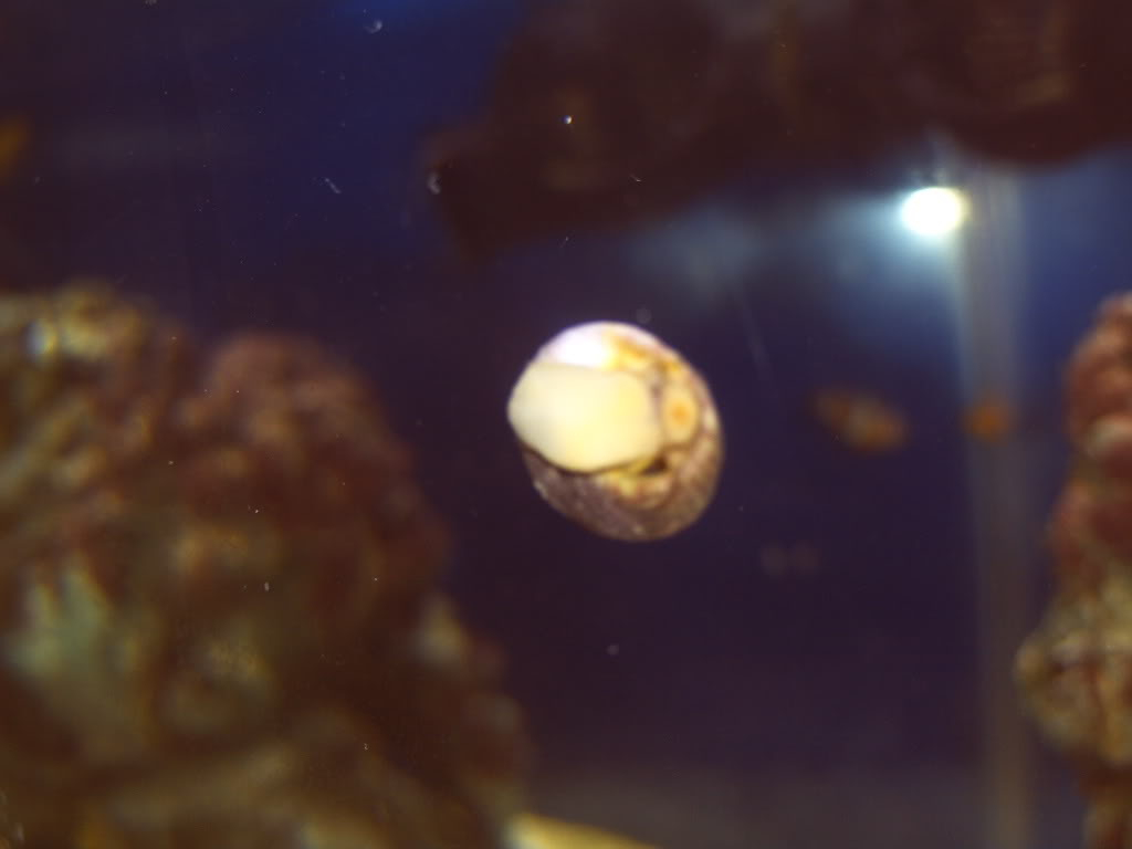 First post for saltys brave or stupid???? Marinesnail