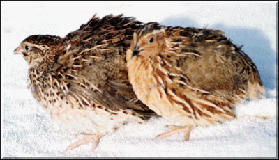 Jumbo quail L_coturnix