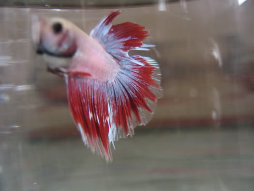 Crowntail Perdu CT01