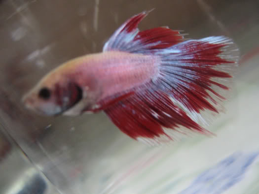 Crowntail Perdu CT02