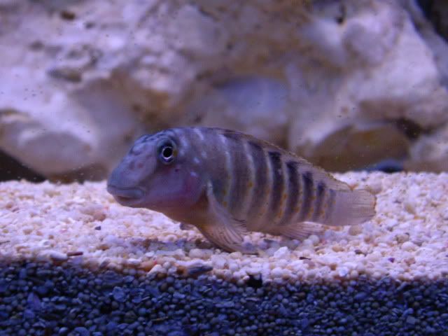 goby cichlids 004-6