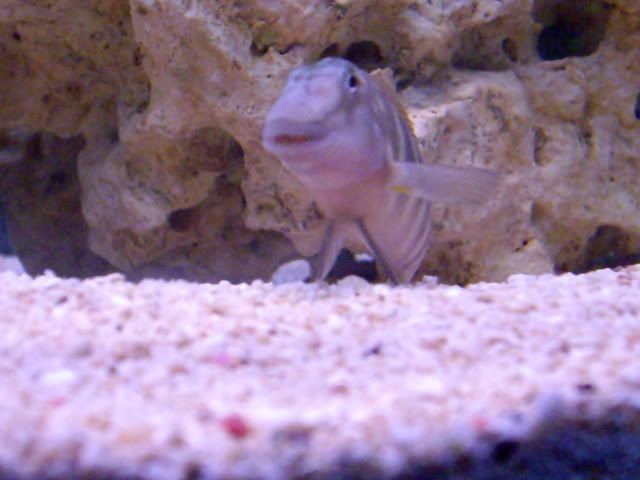 goby cichlids 012-6