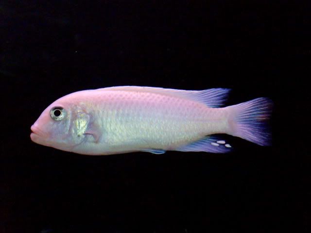 goby cichlids 024-4