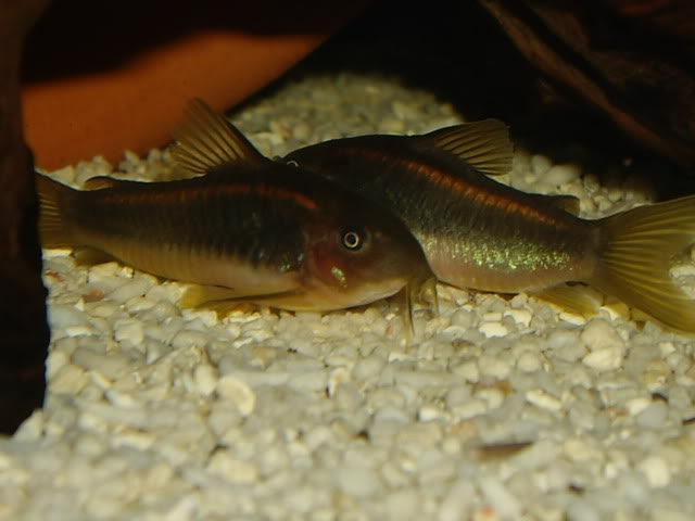 corys for sale 024-6