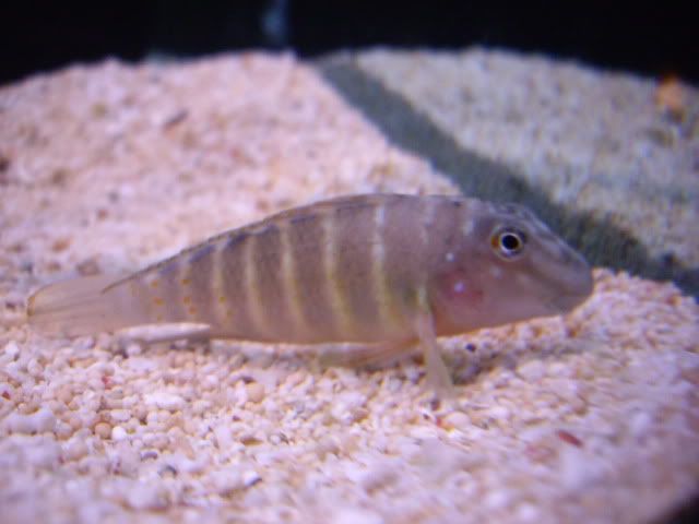 goby cichlids 048-2