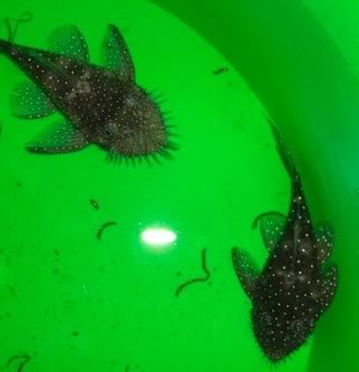 bristlenose on ebay L184