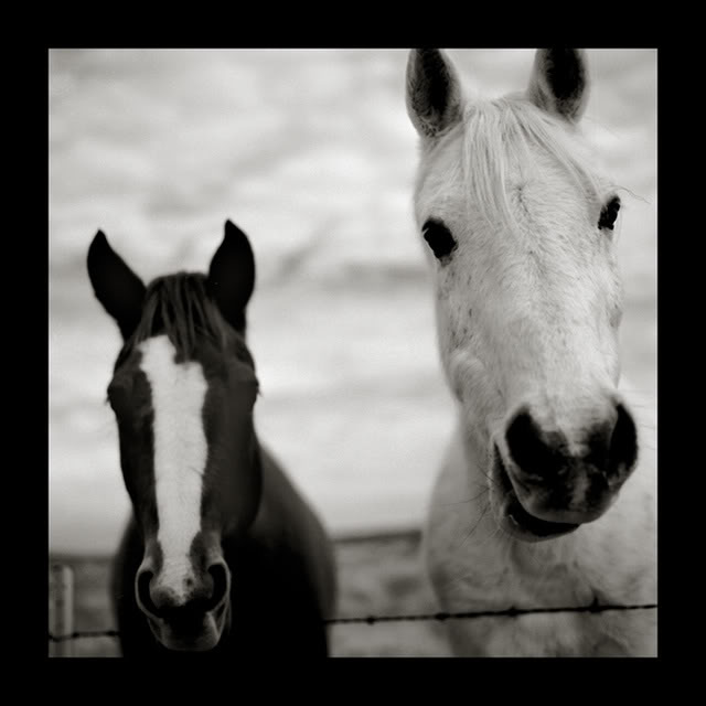 black and white horses