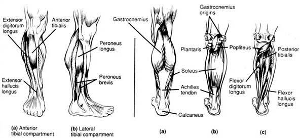 Baldir Calves2