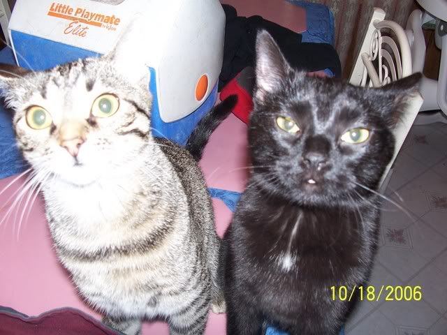 Ok, here are some pictures of my kitties Tabethaspics026