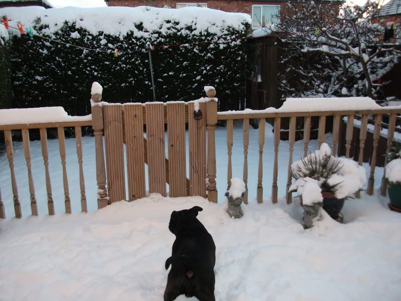 Kasha and Milly in the snow today. DSCF0234