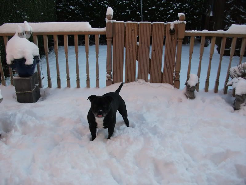 Kasha and Milly in the snow today. DSCF0235