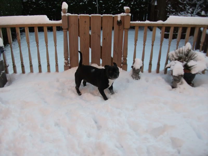 Kasha and Milly in the snow today. DSCF0239