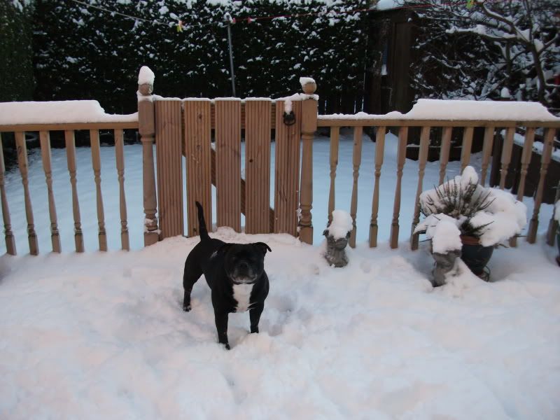 Kasha and Milly in the snow today. DSCF0240