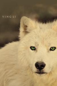 Wolves For Topics. Yingliav4