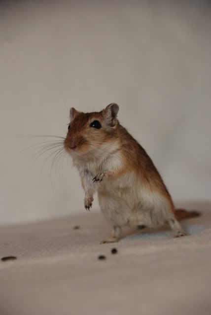 GERBILS NEED A HOME Dec