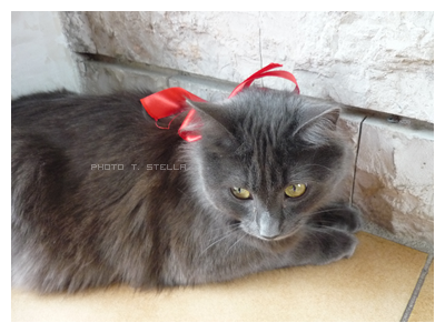 Séance photo - Mes chats de Noël + Vidéo de Symba P1020927