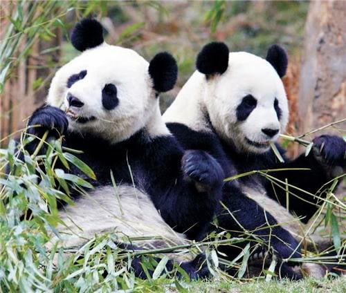 Animals PANDAS