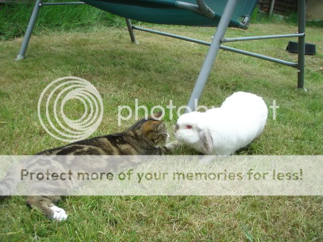 Some of my babies - bunnies, cats and g pigs P1010696